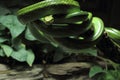 Red-tailed green ratsnake on branch