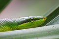 Red Tailed Green Ratsnake Royalty Free Stock Photo