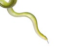 Red-tailed Green Ratsnake - Gonyosoma oxycephalum