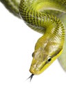 Red-tailed Green Ratsnake - Gonyosoma oxycephalum Royalty Free Stock Photo