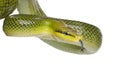 Red-tailed Green Ratsnake - Gonyosoma oxycephalum