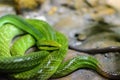 Red-tailed Green Ratsnake Royalty Free Stock Photo