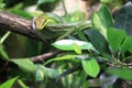 Red-tailed green ratsnake Royalty Free Stock Photo