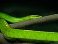 Red-Tailed Green Ratsnake on Nature Background, Clipping Path Royalty Free Stock Photo