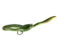 Red-tailed Green Ratsnake on the white background Royalty Free Stock Photo