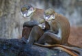 Red tailed Guenon monkey family