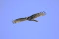 Red-tailed Hawk Royalty Free Stock Photo