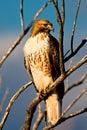 Red Tailed Hawk