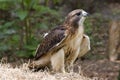 Red Tailed Hawk Royalty Free Stock Photo