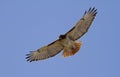 Red Tailed Hawk Royalty Free Stock Photo