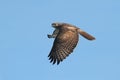 Red-tailed Hawk Royalty Free Stock Photo