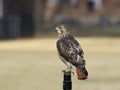 Red-tailed hawk Royalty Free Stock Photo