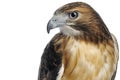 Red-tailed Hawk