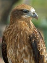 Red-tailed Hawk Royalty Free Stock Photo