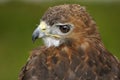 Red-tailed Hawk