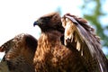 Red Tailed Hawk