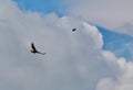 Red tailed hawk as chased by a blackbird against a summer sky Jenningsville Pennsylvania Royalty Free Stock Photo