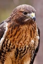 Red-tailed Hawk with Beautiful Plumage Royalty Free Stock Photo