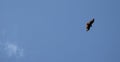 Red tailed hawk flying against a summer sky Jenningsville Pennsylvania Royalty Free Stock Photo