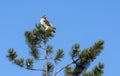 Red-tailed Hawk Bird of Prey Perched on Top of a Tall Pine Tree