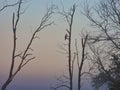 Red-Tailed Hawk Bird of Prey Raptor Observes from Perch on Bare Tree in the Morning Fog at Dawn Sunrise