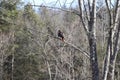 Red tailed hawk on a branch Royalty Free Stock Photo