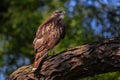 Red-Tailed Hawk on a branch