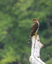 Juvenile Cooper's hawk on a branch Royalty Free Stock Photo