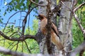 Red-tailed Hawk, Buteo borealis, on Aspen Tree, Ford Rodd Hill, Vancouver Island, British Columbia, Canada