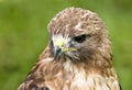 Red-tailed Hawk (Buteo jamaicensis) Royalty Free Stock Photo