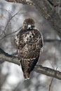 Red Tailed Hawk (Buteo Jamaicensis) Royalty Free Stock Photo