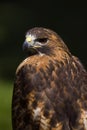 Red-Tailed Hawk (Buteo jamaicensis) From Behind Royalty Free Stock Photo