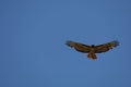 California Wildlife Series - Red-Tailed Hawk - Buteo jamaicensis Royalty Free Stock Photo