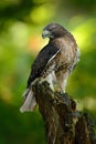 Red-tailed Hawk, Buteo jamaicensis, bird of prey portrait with open bill with blurred habitat in background, green forest, USA Royalty Free Stock Photo