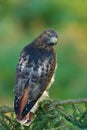 Red-tailed Hawk, Buteo jamaicensis, bird of prey portrait with open bill with blurred habitat in background, green forest, USA. Wi Royalty Free Stock Photo