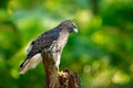 Red-tailed Hawk, Buteo jamaicensis, bird of prey portrait with open bill with blurred habitat in background, green forest, USA. Wi Royalty Free Stock Photo