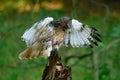 Red-tailed Hawk, Buteo jamaicensis, bird of prey portrait with open bill with blurred habitat in background, green forest, USA. Wi Royalty Free Stock Photo