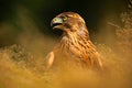 Red-tailed Hawk, Buteo jamaicensis, bird of prey portrait with open bill with blurred habitat in background, hidden in the grass, Royalty Free Stock Photo