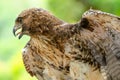 Red-tailed hawk or Buteo jamaicensis close-up portrait Royalty Free Stock Photo