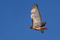 Red-tailed hawk Buteo jamaicensis in flight against a blue sky Royalty Free Stock Photo