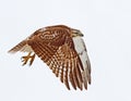 A Red-tailed hawk Buteo jamaicensis in flight against a blue sky Royalty Free Stock Photo