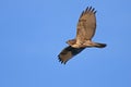 A Red-tailed hawk Buteo jamaicensis in flight isolated against a blue sky in Canada Royalty Free Stock Photo