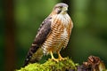 Red-tailed Hawk (Buteo jamaicensis). Generative AI