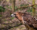 Red-tailed Hawk, Buteo jamaicensis, head and shoulders close up Royalty Free Stock Photo
