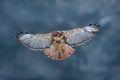 Red-tailed hawk, Buteo jamaicensis, landing in the forest. Winter wildlife scene from nature.  Flying bird of prey above the field Royalty Free Stock Photo