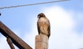 Red Tailed Hawk on telephone pole, Tucson Arizona desert Royalty Free Stock Photo