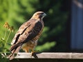 Red-tailed Hawk (Buteo jamaicensis). Made with Generative AI