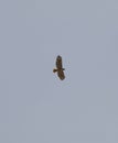 California Wildlife Series - Red-tailed Hawk in Flight - Buteo jamaicensis