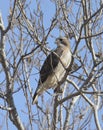 Red-tailed Hawk buteo jamaicensis Royalty Free Stock Photo