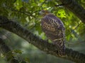 Red-tailed hawk (Buteo jamaicensis) perched on an oak tree branch Royalty Free Stock Photo